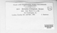 Pezicula crataegicola image